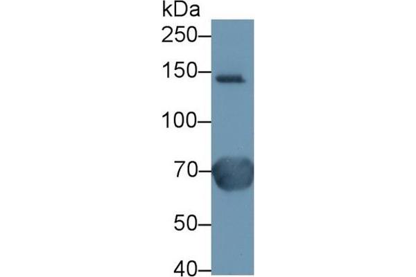 Ceruloplasmin antibody  (AA 789-1065)
