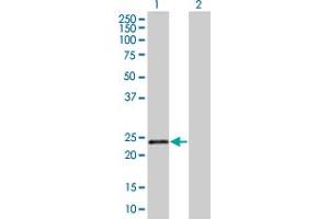 ILP-2 anticorps  (AA 1-236)