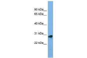 Image no. 1 for anti-Kallikrein-Related Peptidase 13 (KLK13) (Middle Region) antibody (ABIN2786133)