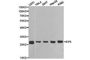 Image no. 1 for anti-Eukaryotic Translation Initiation Factor 6 (EIF6) antibody (ABIN1872511)