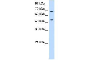 Image no. 3 for anti-THO Complex 1 (THOC1) (C-Term) antibody (ABIN633337)