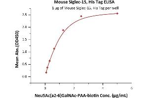 Image no. 3 for Sialic Acid Binding Ig-Like Lectin 15 (SIGLEC15) (AA 24-262) protein (His tag) (ABIN6809872)