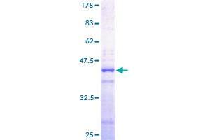 Image no. 1 for Histone Cluster 2, H2aa3 (HIST2H2AA3) (AA 1-130) protein (GST tag) (ABIN1306704)