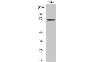 Image no. 1 for anti-BTB and CNC Homology 1, Basic Leucine Zipper Transcription Factor 1 (BACH1) (Internal Region) antibody (ABIN3183461)