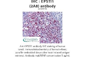 EPSTI1 antibody  (AA 1-101)