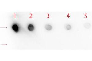 Image no. 2 for anti-Notch 1 (NOTCH1) (N-Term) antibody (ABIN104897)