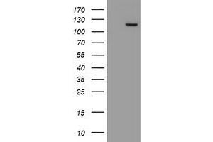 Image no. 2 for anti-Myoneurin (MYNN) (AA 10-300) antibody (ABIN1490790)