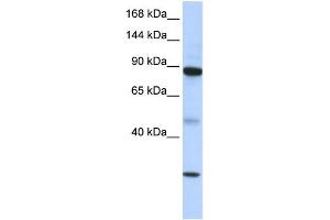 Image no. 1 for anti-Tudor Domain Containing 9 (TDRD9) (Middle Region) antibody (ABIN2775266)