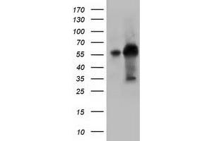 Image no. 4 for anti-Kelch-Like 2, Mayven (KLHL2) (AA 1-100), (AA 494-593) antibody (ABIN1490547)