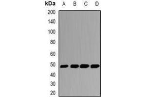 Image no. 1 for anti-Gasdermin B (GSDMB) (full length) antibody (ABIN6005626)