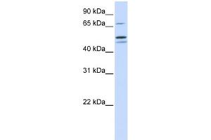 Image no. 1 for anti-Glutamyl-tRNA Synthetase 2 Mitochondrial (EARS2) (Middle Region) antibody (ABIN2784674)