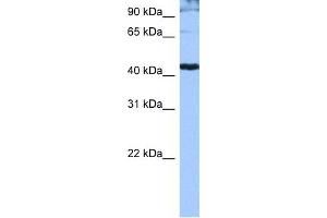 Image no. 1 for anti-serine/arginine-Rich Splicing Factor 6 (SRSF6) (Middle Region) antibody (ABIN2778972)