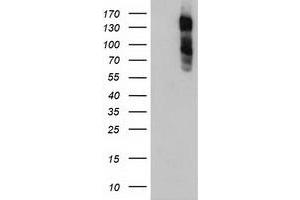 Image no. 1 for anti-Glutamyl Aminopeptidase (Aminopeptidase A) (ENPEP) antibody (ABIN2717638)