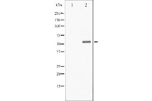 Image no. 6 for anti-Checkpoint Kinase 1 (CHEK1) (pSer301) antibody (ABIN6256255)