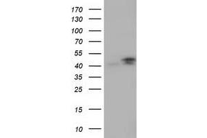 Image no. 2 for anti-COBW Domain Containing 1 (CBWD1) antibody (ABIN2717164)