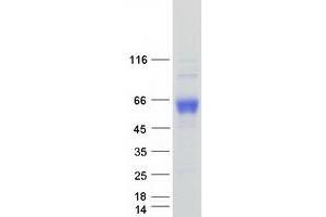 Image no. 1 for CD33 (CD33) (Transcript Variant 1) protein (Myc-DYKDDDDK Tag) (ABIN2713661)