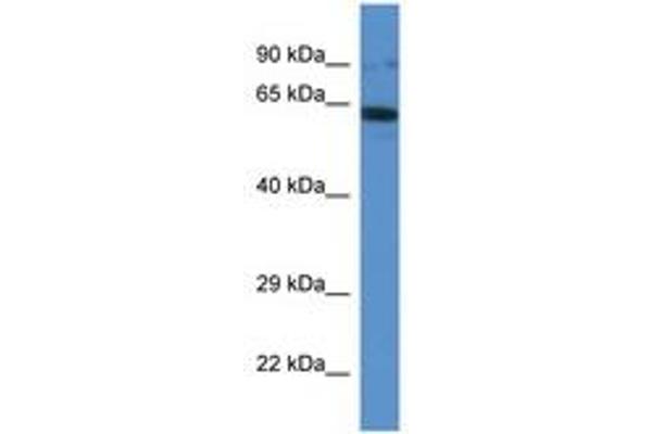 IFT80 anticorps  (AA 535-584)