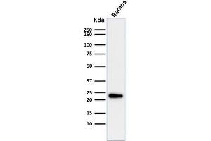 LMO2 antibody  (AA 23-140)