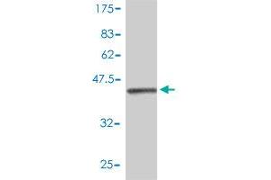 Image no. 4 for anti-Interferon Stimulated Exonuclease Gene 20kDa (ISG20) (AA 1-181) antibody (ABIN561532)