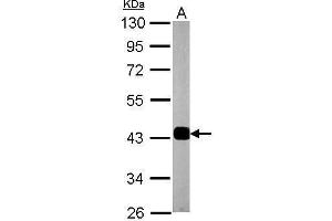 Image no. 2 for anti-Synaptophysin (SYP) (C-Term) antibody (ABIN2854881)