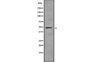Image no. 1 for anti-Ubiquitin-Like Modifier Activating Enzyme 3 (UBA3) (Internal Region) antibody (ABIN6265835)