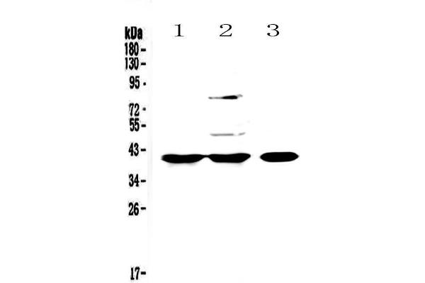 anti-Peptidylprolyl Isomerase D (PPID) (AA 306-370) antibody