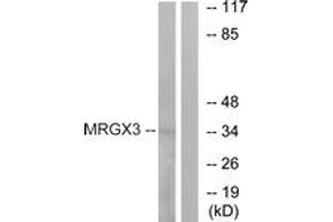 Image no. 1 for anti-MAS-Related GPR, Member X3 (MRGPRX3) (AA 99-148) antibody (ABIN1536023)