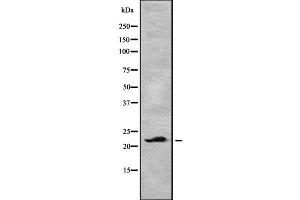 Image no. 1 for anti-C-Type Lectin Domain Family 3, Member B (CLEC3B) antibody (ABIN6260888)