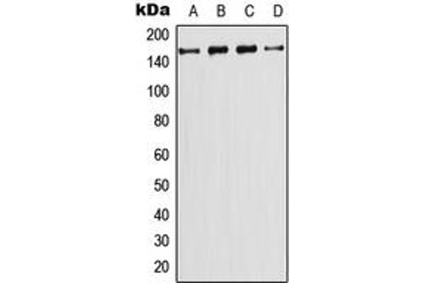 anti-Phosphatidylinositol-4-Phosphate 3-Kinase, Catalytic Subunit Type 2 gamma (PIK3C2G) (N-Term) antibody