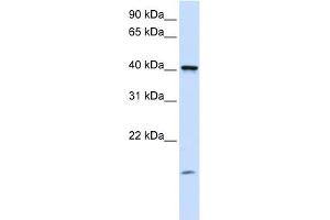 Image no. 1 for anti-Transmembrane Protein 79 (TMEM79) (C-Term) antibody (ABIN2784033)