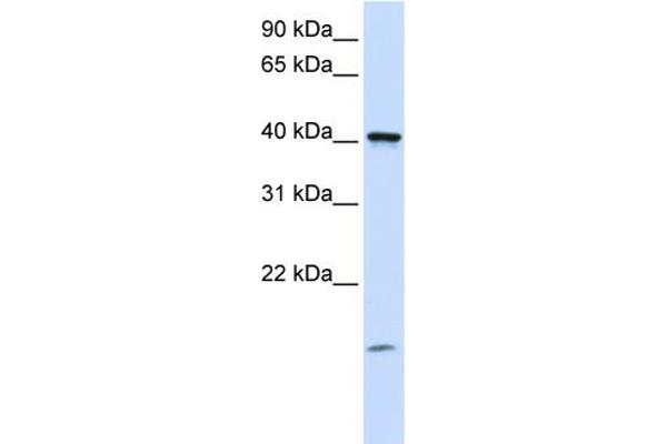 anti-Transmembrane Protein 79 (TMEM79) (C-Term) antibody