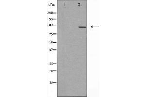 Image no. 2 for anti-AP2 associated kinase 1 (AAK1) (Internal Region) antibody (ABIN6257901)