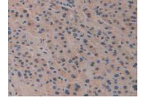 Image no. 1 for anti-Pancreas Specific Transcription Factor, 1a (PTF1A) (AA 177-328) antibody (ABIN2918928)