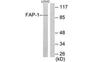 Image no. 1 for anti-Fibroblast Activation Protein, alpha (FAP) (AA 331-380) antibody (ABIN1533269)