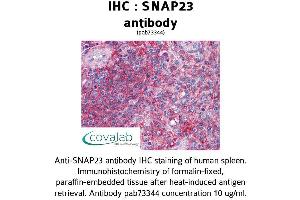Image no. 2 for anti-Synaptosomal-Associated Protein, 23kDa (SNAP23) (AA 1-132) antibody (ABIN1739474)