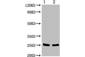 CD9 antibody  (AA 112-195)