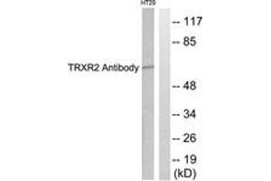 Image no. 1 for anti-Thioredoxin Reductase 2 (TXNRD2) (AA 471-520) antibody (ABIN1533448)