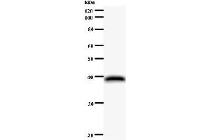Image no. 1 for anti-Nuclear Fragile X Mental Retardation Protein Interacting Protein 1 (NUFIP1) antibody (ABIN931157)