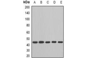 Image no. 1 for anti-Branched Chain Amino-Acid Transaminase 2, Mitochondrial (BCAT2) (full length) antibody (ABIN6005608)