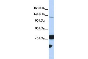 Image no. 1 for anti-MutL Homolog 3 (MLH3) (Middle Region) antibody (ABIN2775396)