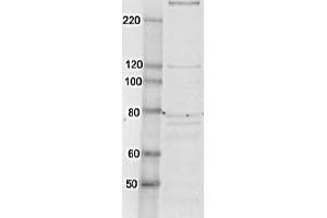 Image no. 3 for anti-TAF1 RNA Polymerase II, TATA Box Binding Protein (TBP)-Associated Factor (TAF1) (AA 103-123) antibody (ABIN2452155)