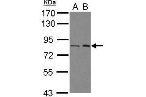 Image no. 1 for anti-Chromosome 7 Open Reading Frame 27 (C7orf27) (N-Term) antibody (ABIN1493995)
