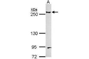 WB Image Sample (30 ug of whole cell lysate) A: NIH-3T3 5% SDS PAGE antibody diluted at 1:1000