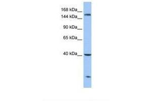 Image no. 1 for anti-Carboxypeptidase D (CPD) (AA 181-230) antibody (ABIN6738857)