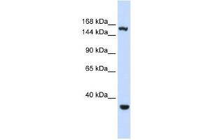 Image no. 1 for anti-Eukaryotic Translation Initiation Factor 4 gamma 3 (EIF4G3) (Middle Region) antibody (ABIN633513)