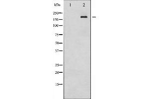 Image no. 4 for anti-Insulin Receptor Substrate 1 (IRS1) (pSer312) antibody (ABIN6256264)
