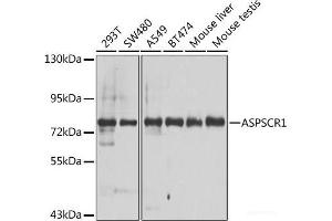 ASPSCR1 antibody