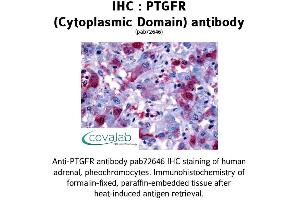 Image no. 1 for anti-Prostaglandin F Receptor (FP) (PTGFR) (1st Cytoplasmic Domain) antibody (ABIN1738569)