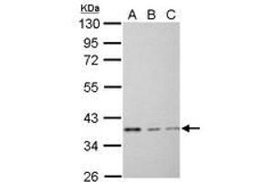 Image no. 3 for anti-Eukaryotic Translation Elongation Factor 1 delta (Guanine Nucleotide Exchange Protein) (EEF1D) (AA 310-647) antibody (ABIN1497948)