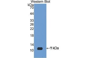 Image no. 1 for anti-Insulin-Like Growth Factor 2 (IGF2) (AA 25-91) antibody (ABIN1078200)